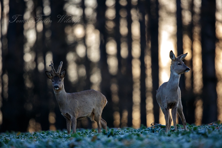 Roe deer