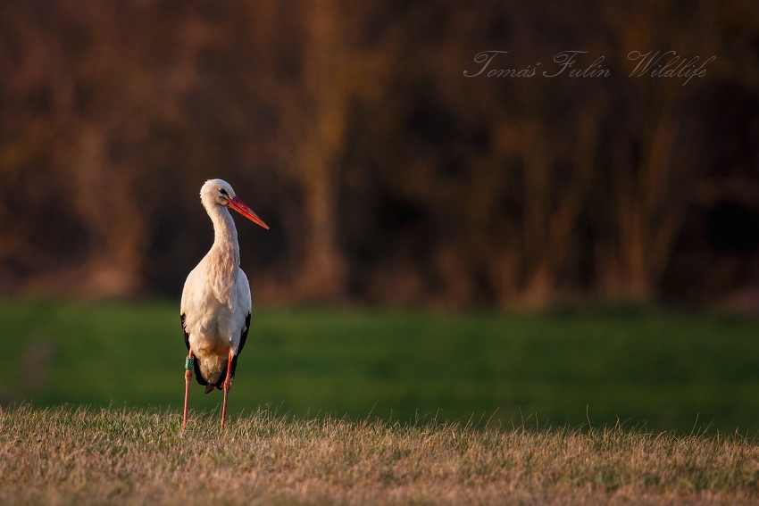 White stork