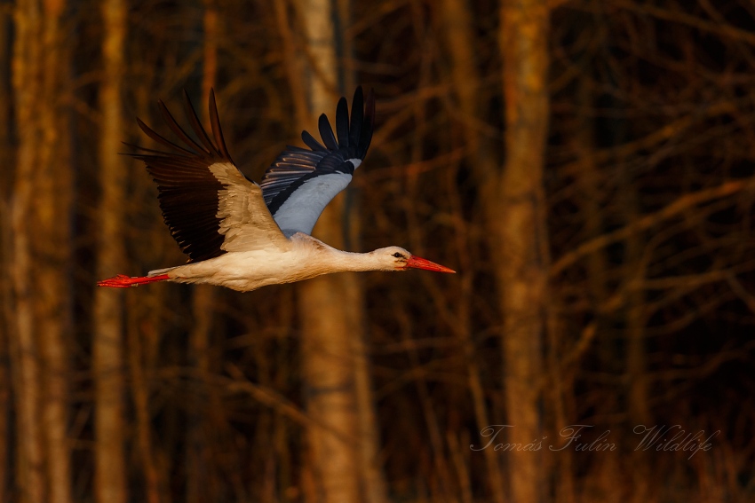 White stork