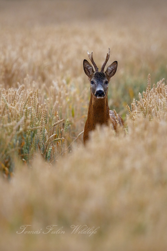 Roe deer