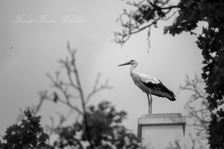 White stork