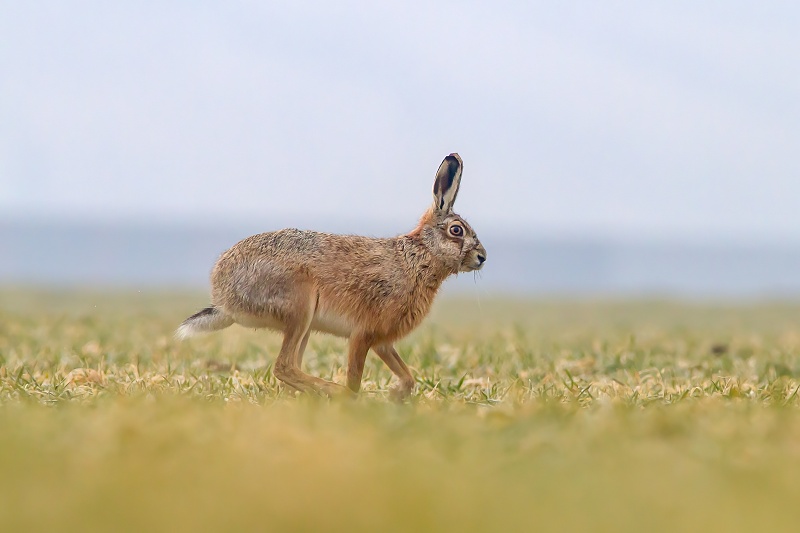 Hare