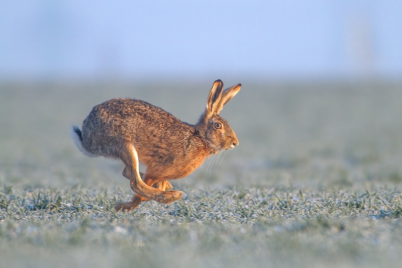 Hare