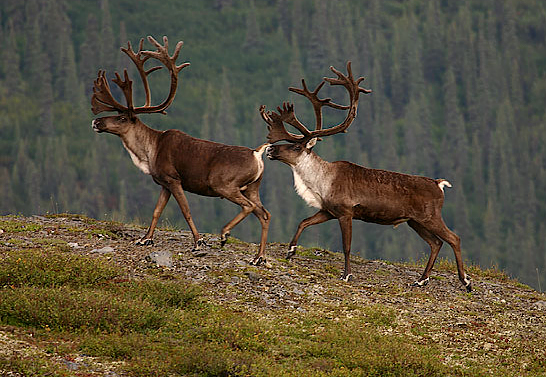 Forest reindeer