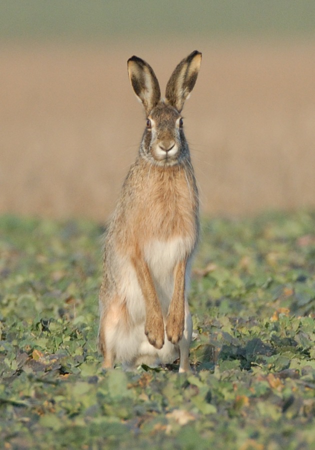 Brown hare