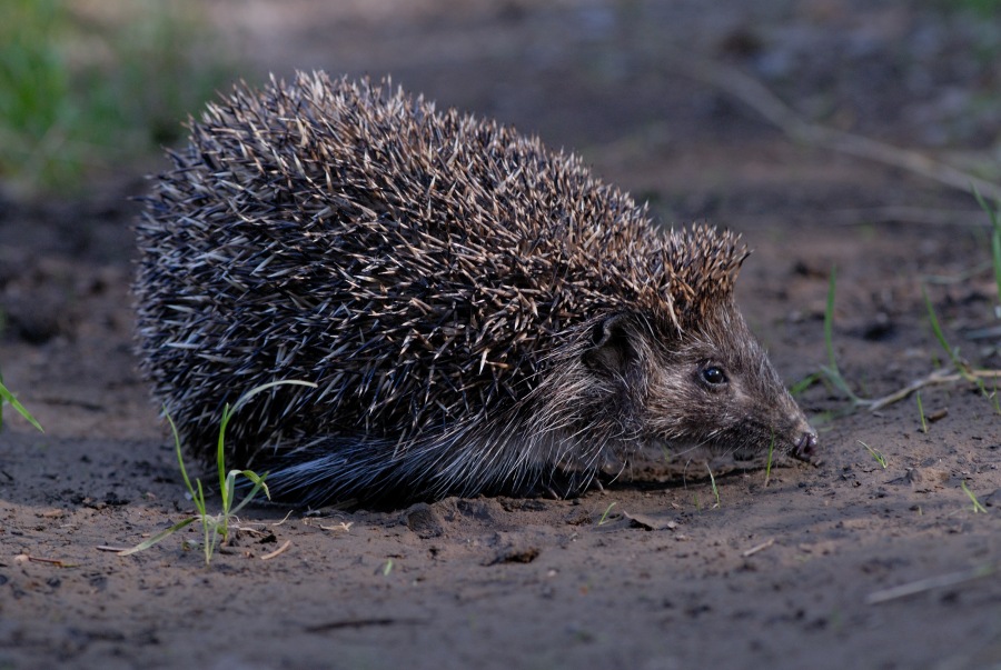 Western Hedgehog