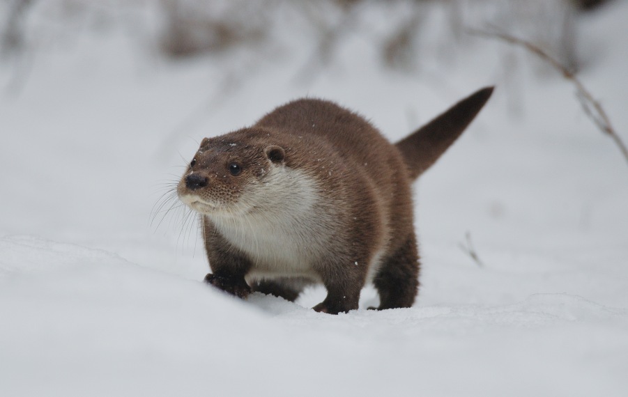 European Otter