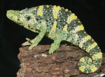 Chameleon