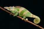 Chameleon