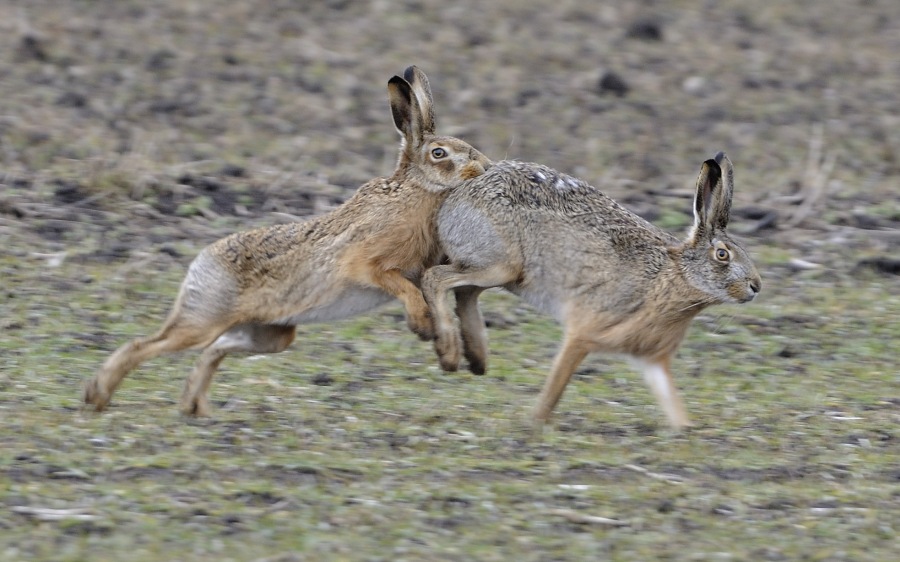 Brown hare