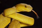 Trimeresurus insularis 