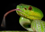 Trimeresurus insularis