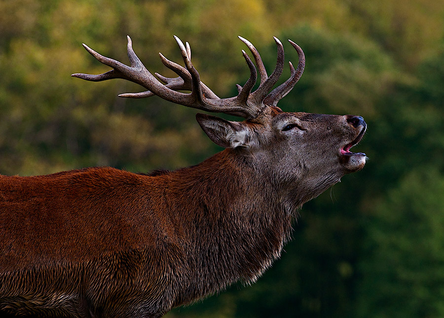 Red Deer