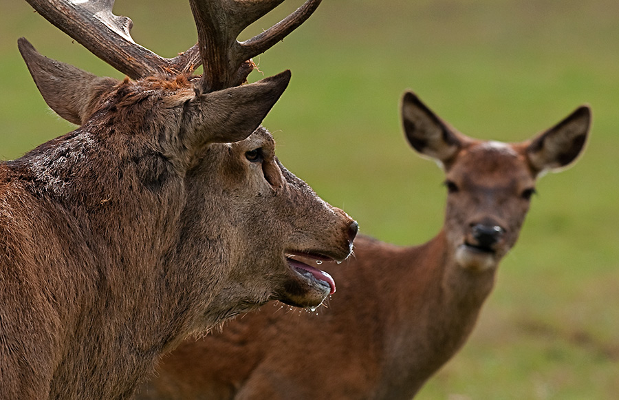 Red Deer