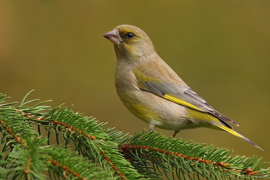 Greenfinch