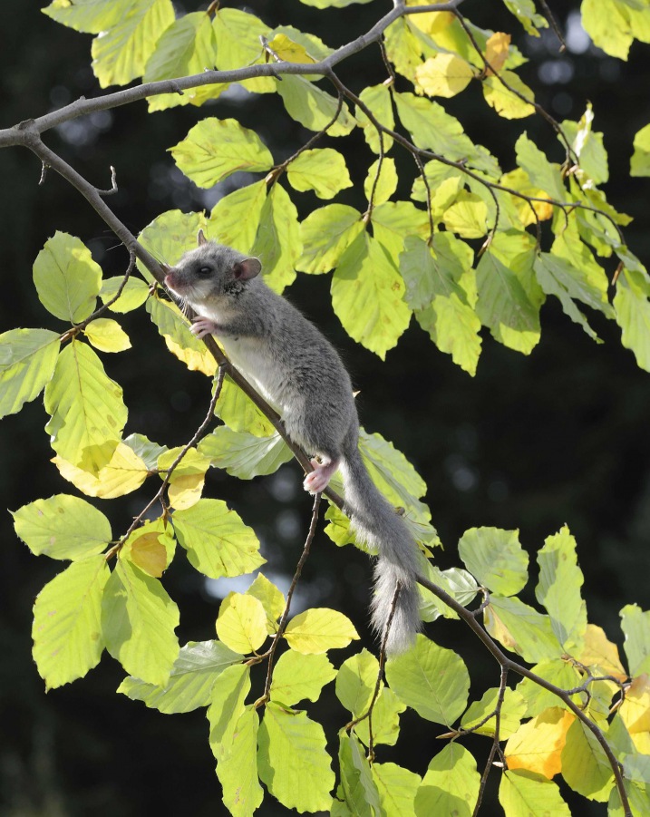 Plch velký (Glis glis) 