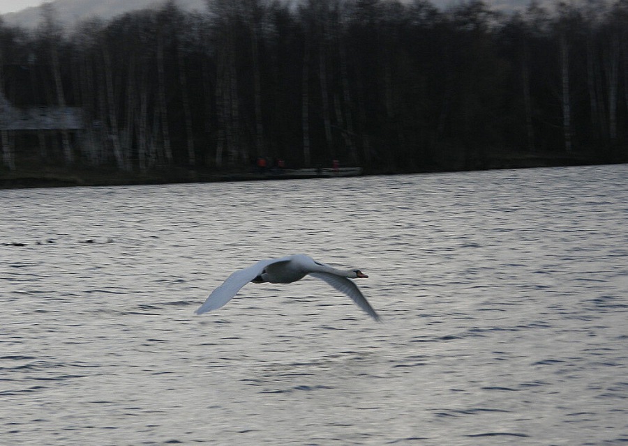 Labuť bílá