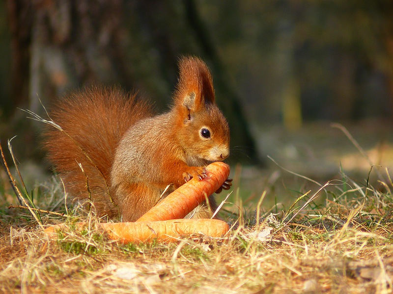 Veverka obecná - Sciurus vulgaris 