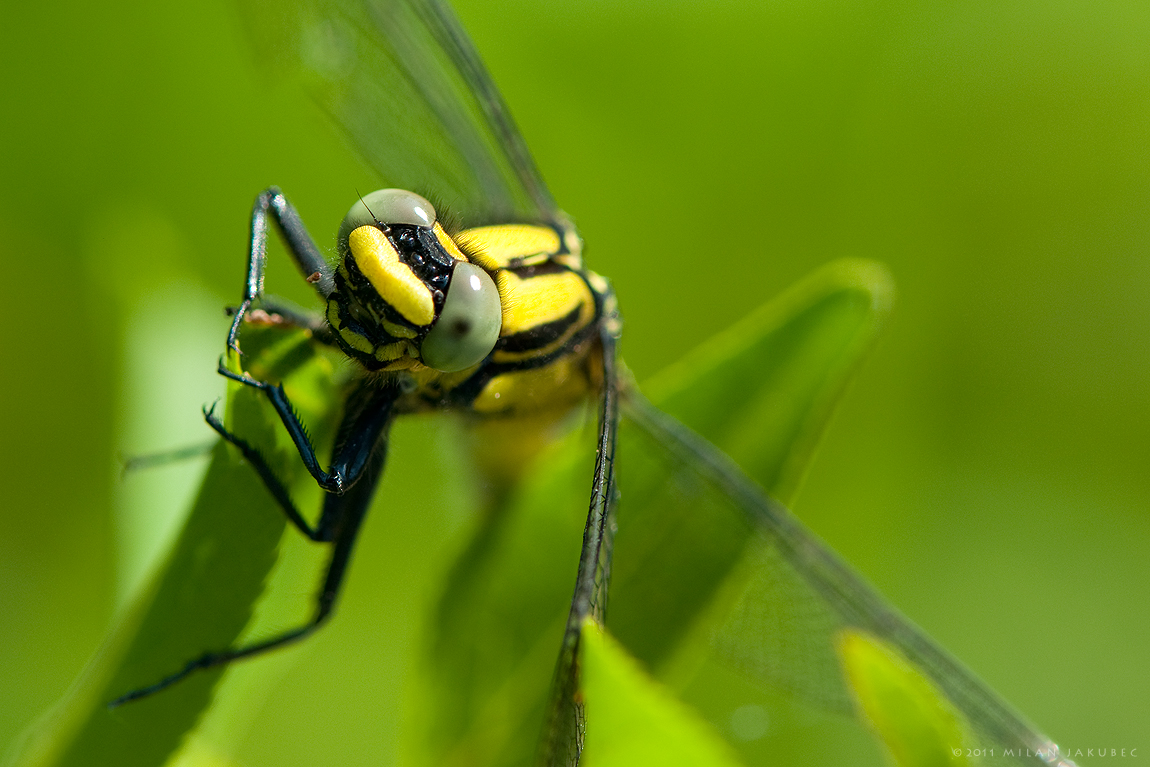 Klínatka obecná - Gomphus vulgatissimus