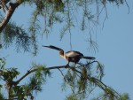 Anhinga americká