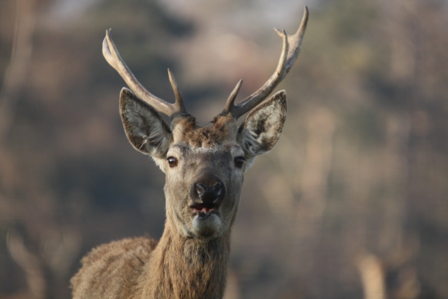 Jelen lesní (Cervus elaphus)